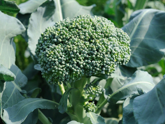 Broccoli De Cicco (Organic) seeds : Autumn seed