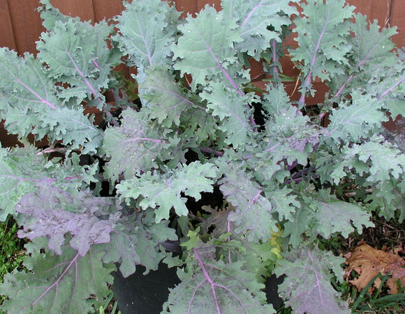 Kale- Red Russian (Organic seeds) $3.50