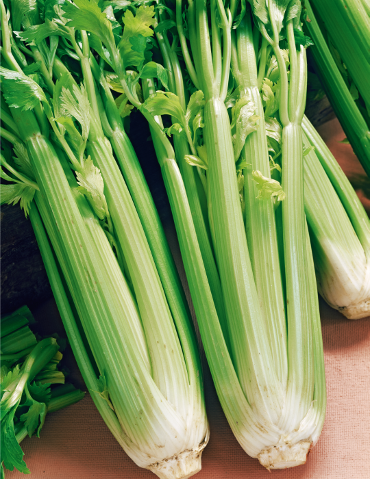 Celery-Utah seeds (Organic seeds) $3.50