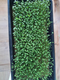 Green Broccoli (NZ) seeds:  100gm or 600gm