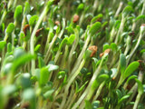 Alfalfa, organic seeds.  100gm/600gm from $5.90