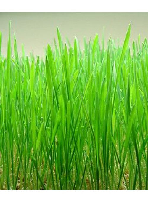 Wheatgrass