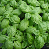 Basil (sweet Genovese) seeds.  100gm $26.50