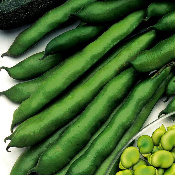 Broad bean, imperial green seeds: Autumn seed