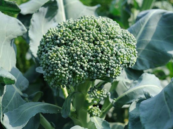 Broccoli De Cicco seeds $3.50