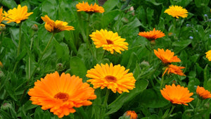 Calendula (Organic) seeds $3.50