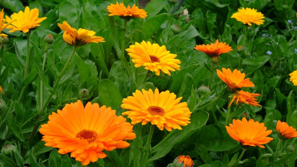 Calendula (Organic) seeds $3.50