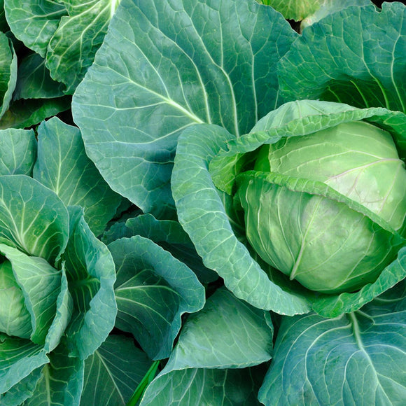 Cabbage Golden Acre (Organic) seeds : Autumn seed