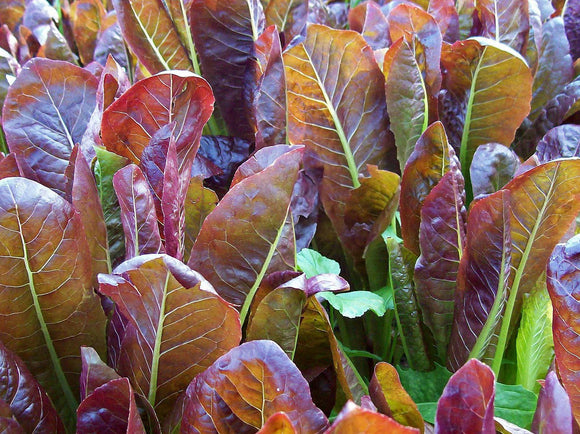 Lettuce: Red (Organic seeds) $3.50