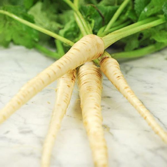 Parsnip hollow crown $3.50