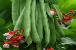 Bean Scarlett runner (Organic seeds) $3.50