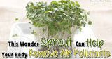 Green Broccoli organic seeds: 100gm or 600gm