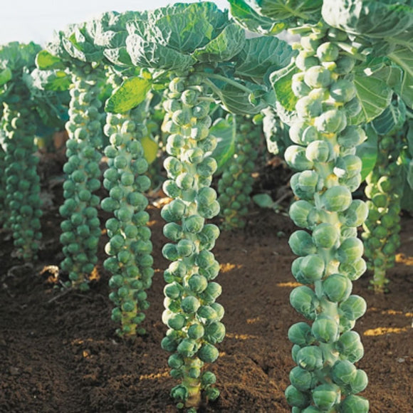 Brussel sprout (Organic) seeds : Autumn seed