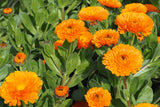 Calendula (Organic) seeds $3.50