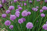 Chives seeds $3.50