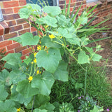 Cucumber (Crystal Apple) seeds $3.50