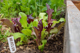 Mesclun lettuce blend 50gm or 100gm