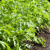 Mizuna seeds $3.50
