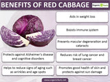 Cabbage Red Acre (Organic) seeds : Autumn seed