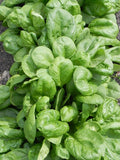 Spinach seeds $3.50