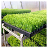 Complete Wheatgrass kit: trays, seed, growing mats, chart & instructions