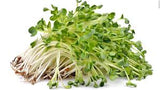 Alfalfa, organic seeds.  100gm or 600gm