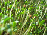 Alfalfa, organic seeds.  100gm or 600gm