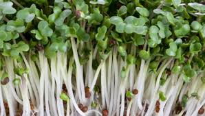 Green broccoli (ORGANIC) sprouting seeds. 100gm