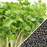 Green broccoli (ORGANIC) sprouting seeds. 100gm