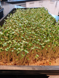 2 tray set for Microgreens or Sprouting $19.50