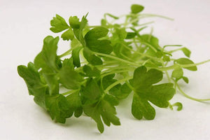 Celery tips for microgreens 50G