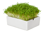 Cress (Organic) seeds.  100gm or 600gm