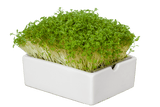 Cress (Organic) seeds.  100gm