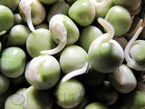 Seeds - Pea, for sprouting.  3kg or 5kg