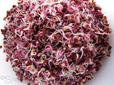 Red Cabbage (ORGANIC) seeds 100gm or 600gm