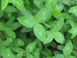 Seeds: Red clover (ORGANIC) 100gm or 600gm