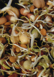 Stir Fry combo (Organic) seeds (Lentil, Chickpea, Mung)  100gm or 600gm